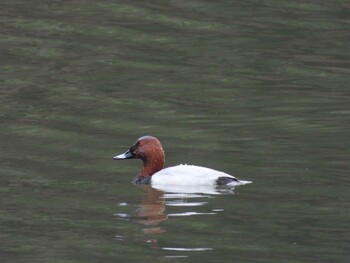 Common Pochard 水の森公園 Sun, 12/5/2021