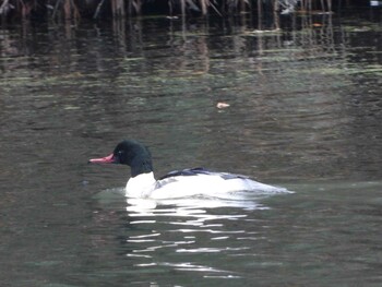 カワアイサ 水の森公園 2021年12月5日(日)