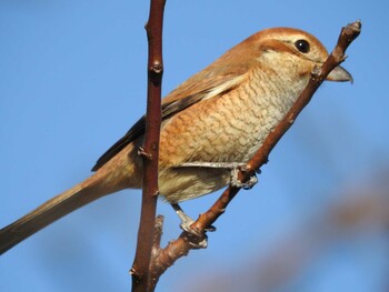 Sat, 12/4/2021 Birding report at 玉川