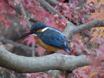 Sun, 12/5/2021 Birding report at Machida Yakushiike Park