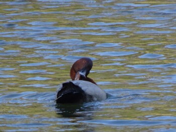 Common Pochard Machida Yakushiike Park Sun, 12/5/2021