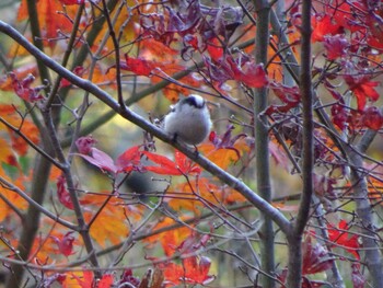 Long-tailed Tit Machida Yakushiike Park Sun, 12/5/2021