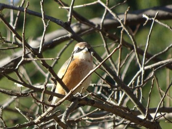 Bull-headed Shrike Machida Yakushiike Park Sun, 12/5/2021