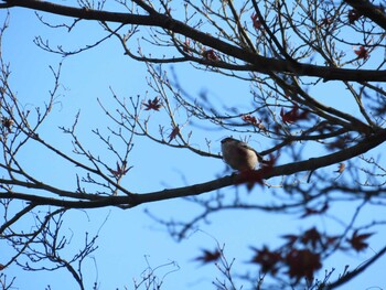 2021年12月5日(日) 新宿御苑の野鳥観察記録