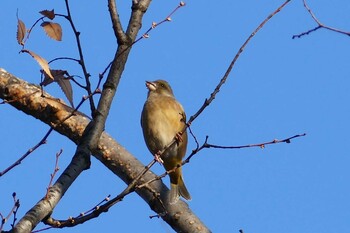 Grey-capped Greenfinch 東京都 Sat, 12/4/2021