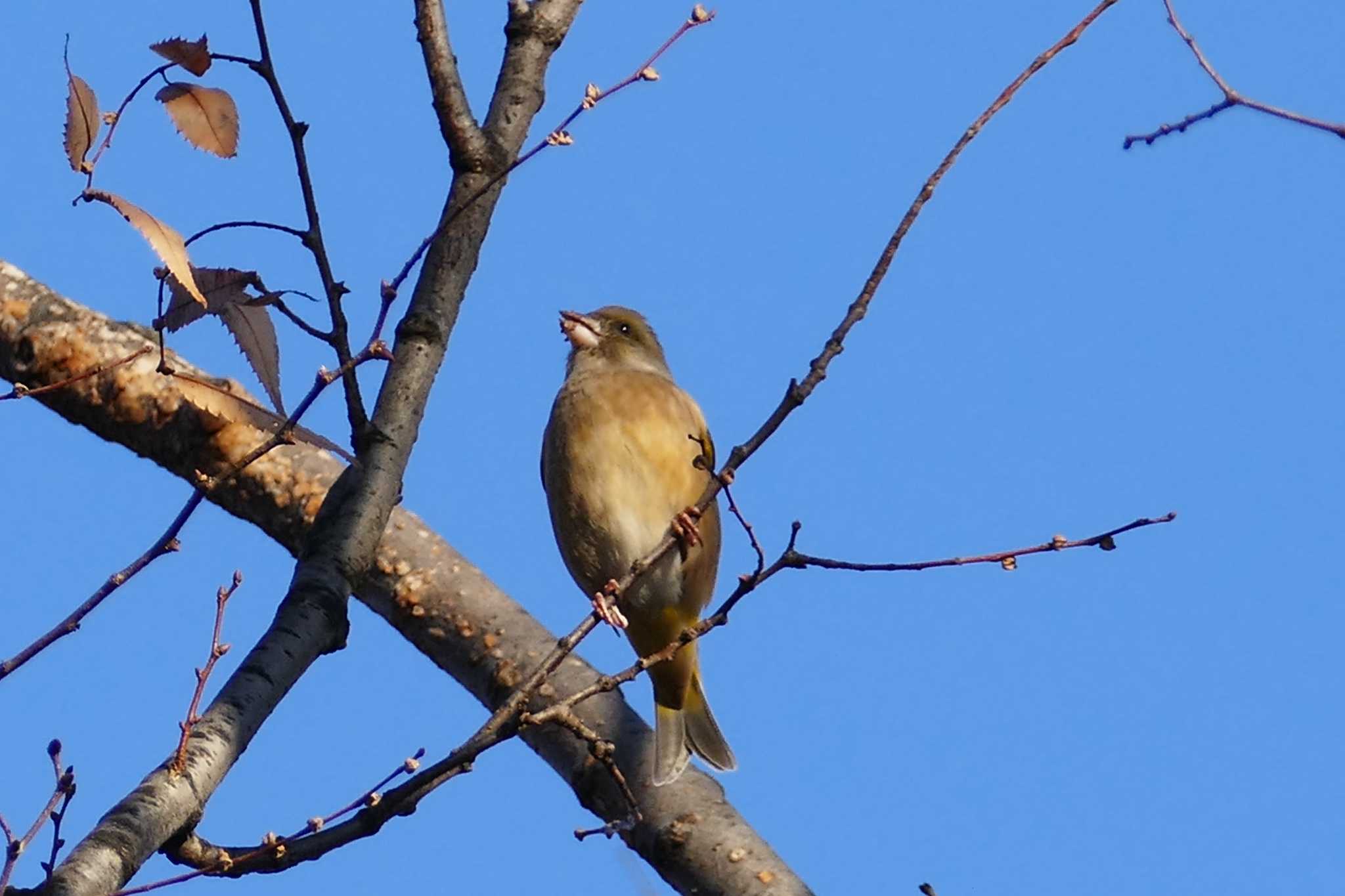 Photo of Grey-capped Greenfinch at 東京都 by アカウント5509