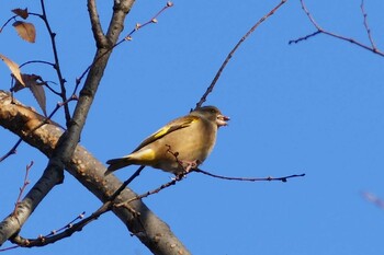 Grey-capped Greenfinch 東京都 Sat, 12/4/2021