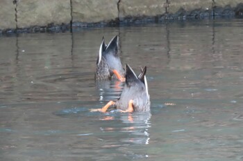 カルガモ 根岸森林公園(横浜市) 2021年12月5日(日)