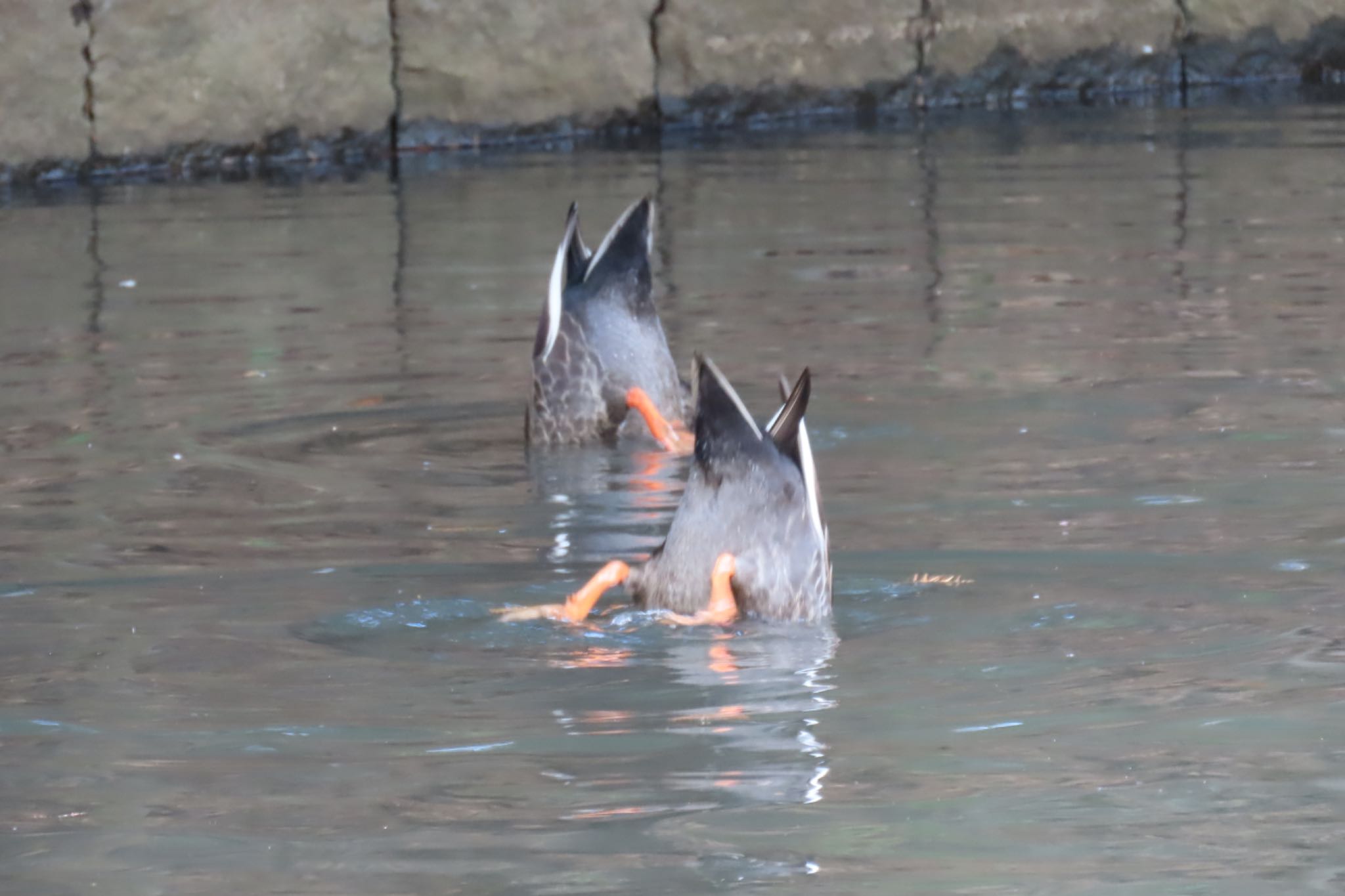 根岸森林公園(横浜市) カルガモの写真 by Sancouchou ☽ ☼ ✩