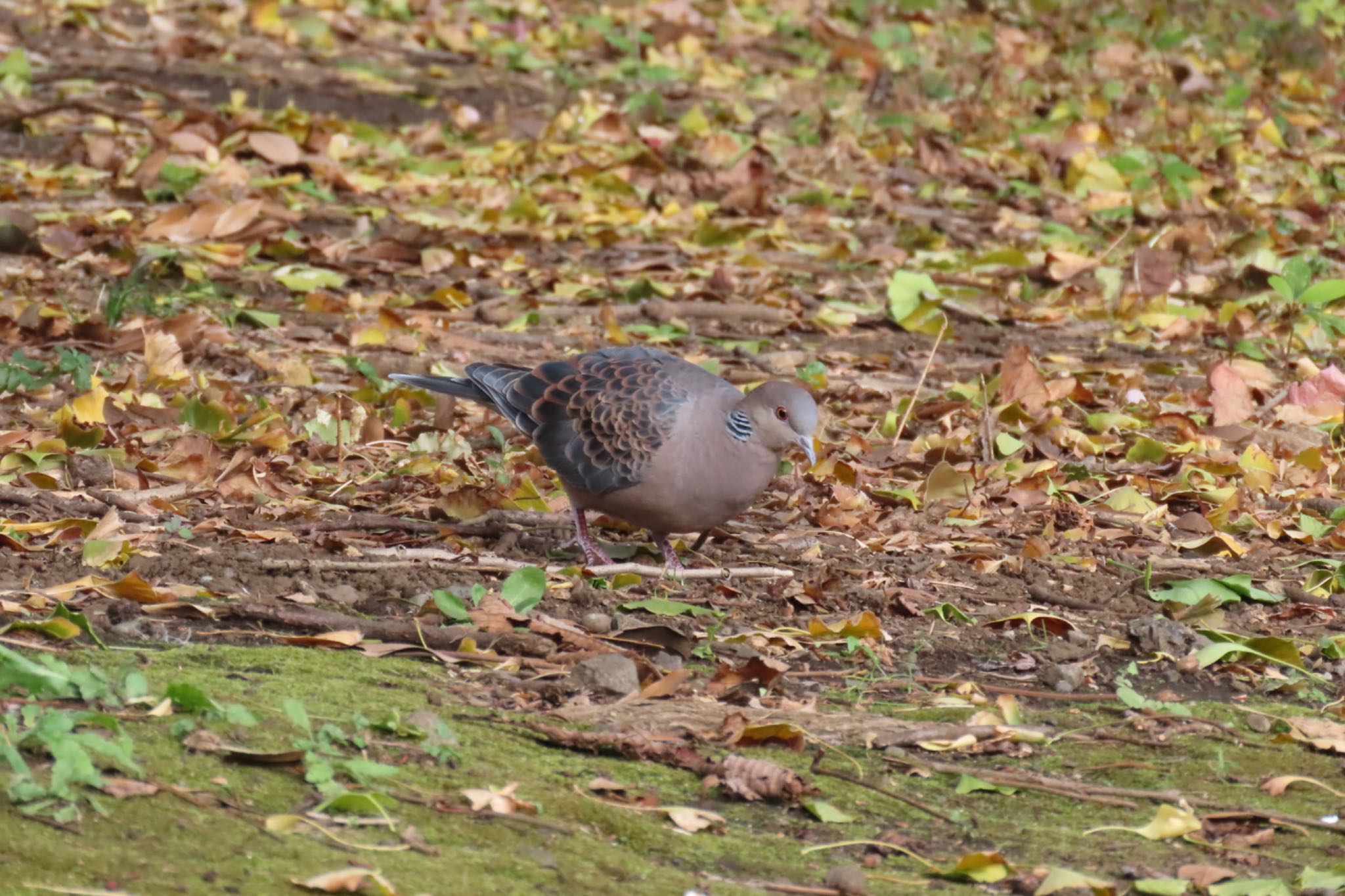 Photo of Oriental Turtle Dove at 根岸森林公園(横浜市) by Sancouchou ☽ ☼ ✩