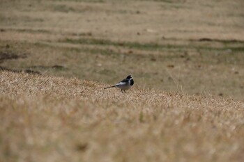 Sun, 12/5/2021 Birding report at 根岸森林公園(横浜市)