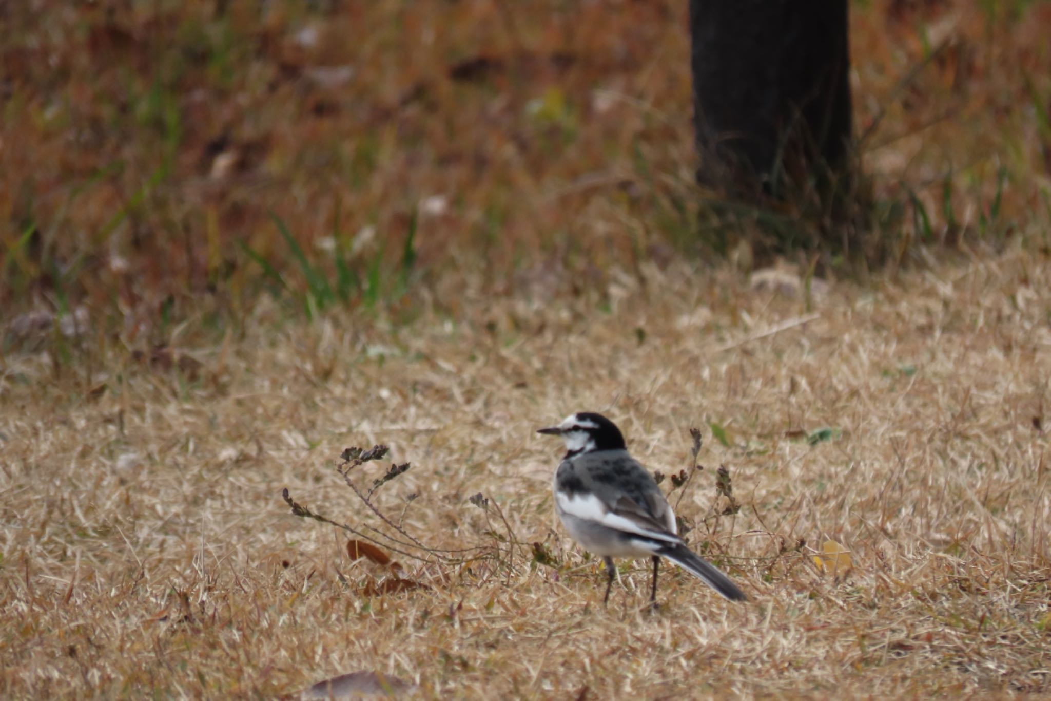 Photo of White Wagtail at 根岸森林公園(横浜市) by Sancouchou ☽ ☼ ✩