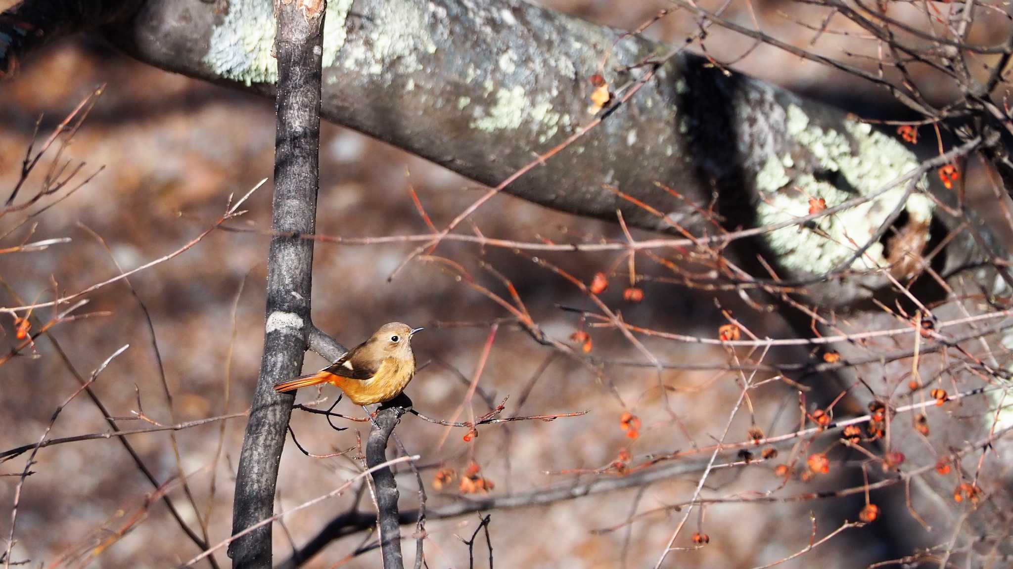 Photo of Daurian Redstart at 中禅寺湖 by kame