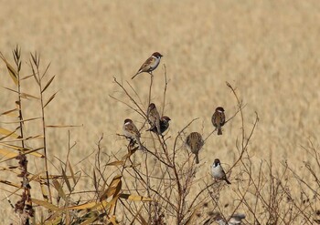 2021年12月5日(日) 大久保農耕地の野鳥観察記録