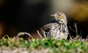 タヒバリ ふなばし三番瀬海浜公園 2021年12月5日(日)