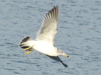 ウミネコ 山口県下関市 2021年12月5日(日)