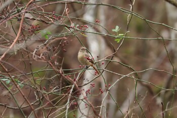 2021年12月5日(日) 十里木高原の野鳥観察記録
