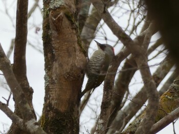 Japanese Green Woodpecker 十里木高原 Sun, 12/5/2021