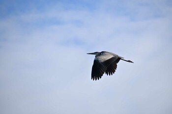 アオサギ 場所が不明 2021年12月5日(日)