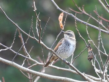 2021年12月5日(日) 広島県の野鳥観察記録