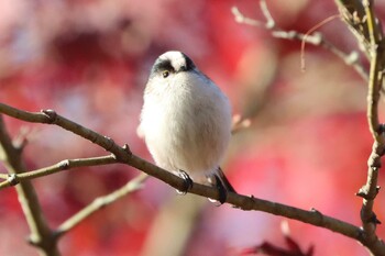 エナガ こども自然公園 (大池公園/横浜市) 2021年12月5日(日)