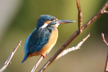 カワセミ こども自然公園 (大池公園/横浜市) 2021年12月5日(日)