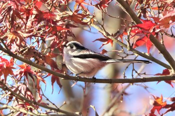 エナガ こども自然公園 (大池公園/横浜市) 2021年12月5日(日)