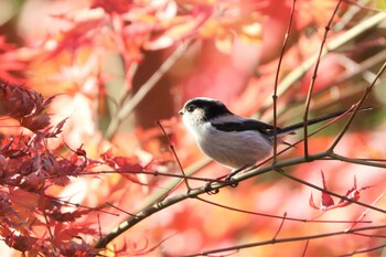 エナガ こども自然公園 (大池公園/横浜市) 2021年12月5日(日)