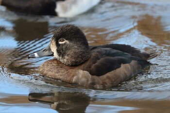 クビワキンクロ こども自然公園 (大池公園/横浜市) 2021年12月5日(日)