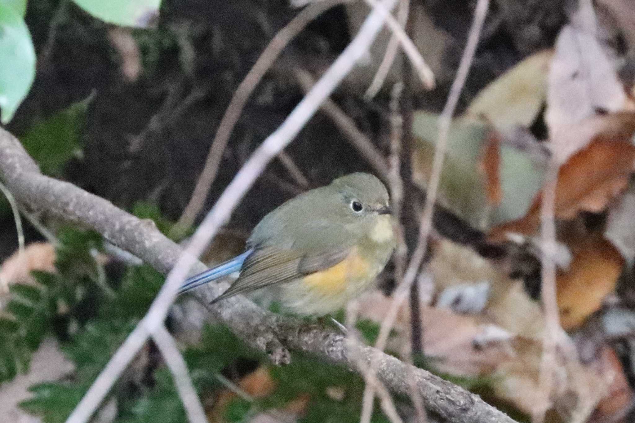 こども自然公園 (大池公園/横浜市) ルリビタキの写真 by ぼぼぼ