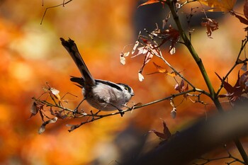 エナガ 多磨霊園 2021年12月4日(土)