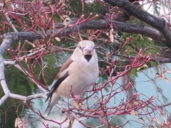 2021年12月5日(日) 中島公園の野鳥観察記録