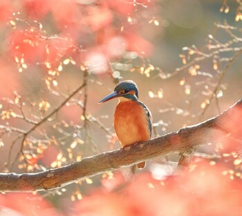 Common Kingfisher Machida Yakushiike Park Fri, 12/3/2021