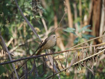 ジョウビタキ 東京港野鳥公園 2021年12月5日(日)