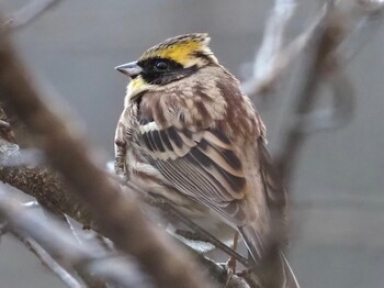 2021年12月3日(金) 富士山麓の野鳥観察記録