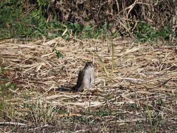 オオタカ 東京港野鳥公園 2021年12月5日(日)