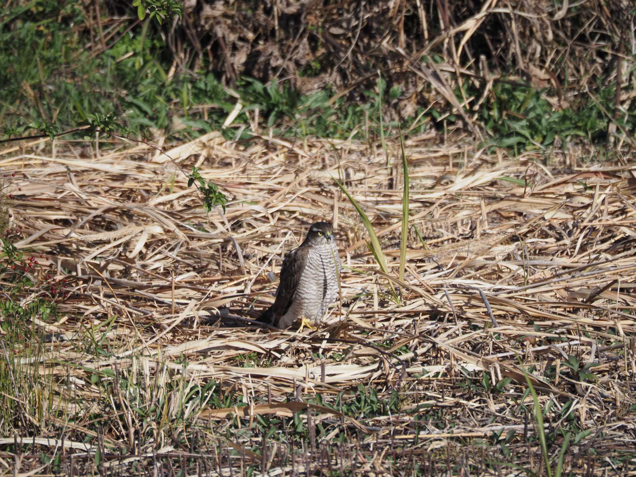 東京港野鳥公園 オオタカの写真 by Masa