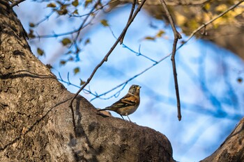 アトリ 都立狭山公園 2021年12月5日(日)