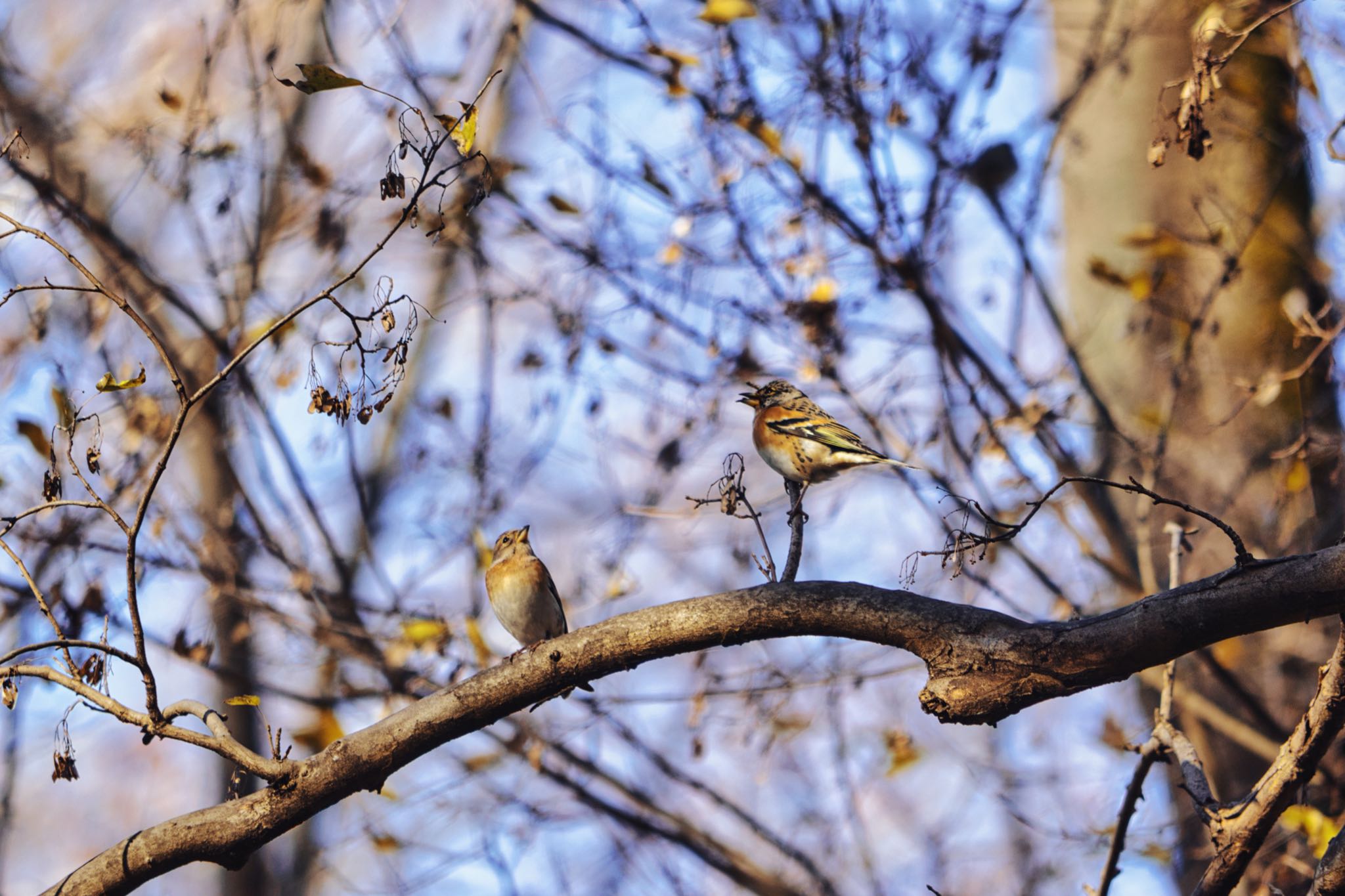 都立狭山公園 アトリの写真 by naturedrop