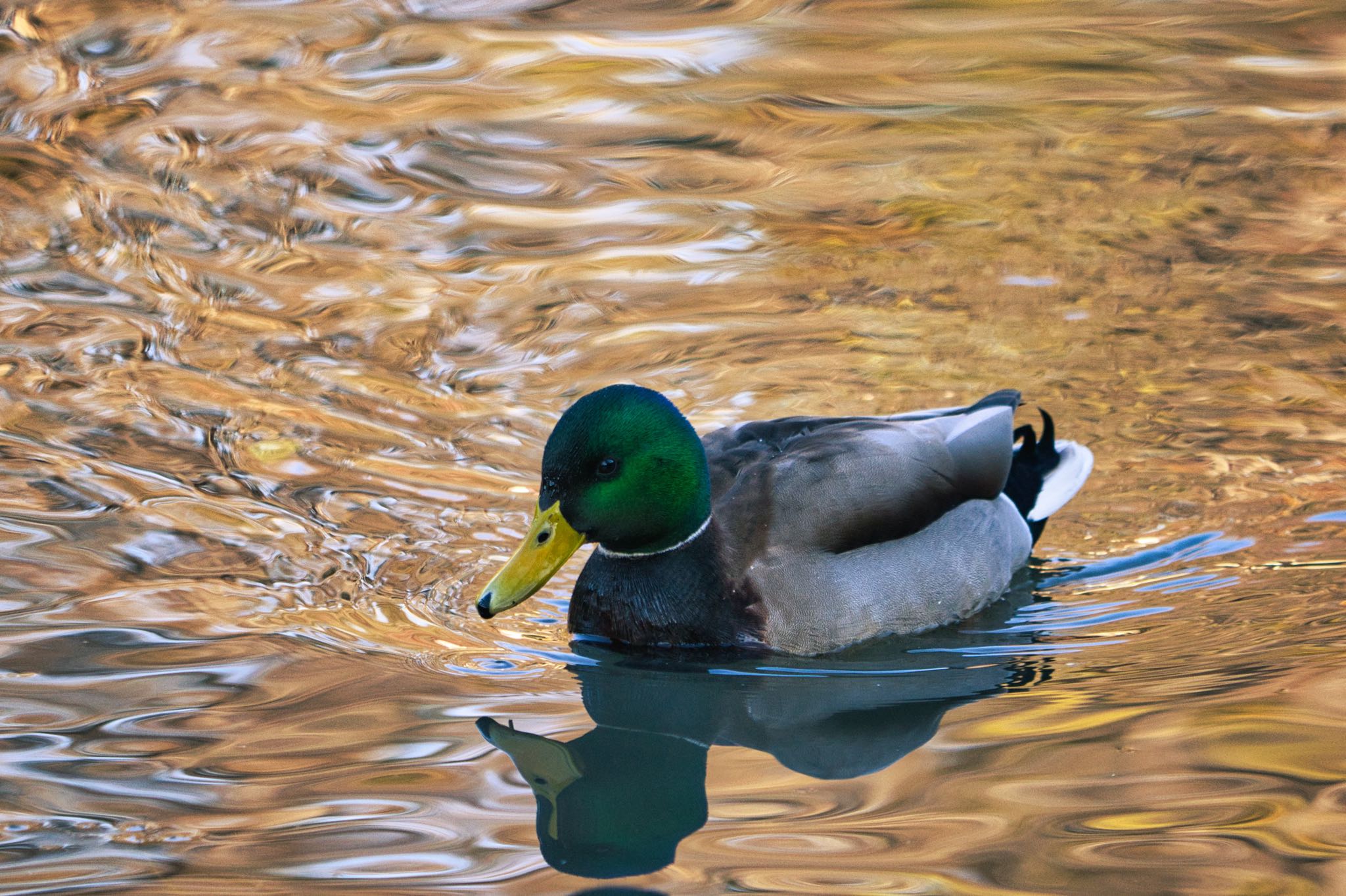 都立狭山公園 マガモの写真 by naturedrop