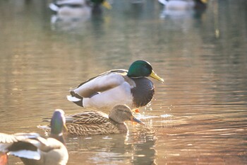 マガモ 都立狭山公園 2021年12月5日(日)