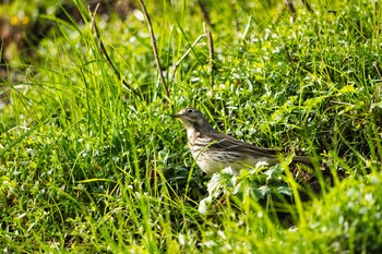 タヒバリ 都立狭山公園 2021年12月5日(日)