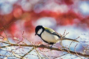 シジュウカラ 都立狭山公園 2021年12月5日(日)