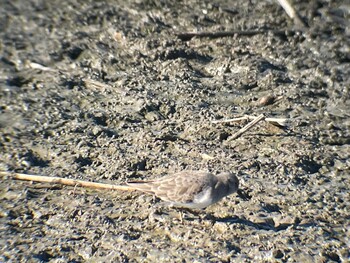 2021年11月28日(日) 伊佐沼の野鳥観察記録