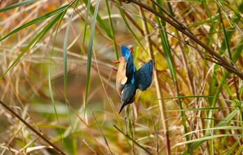 2021年12月5日(日) 千里南公園の野鳥観察記録