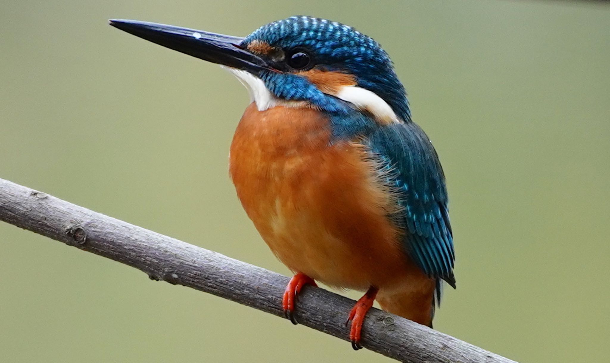 Photo of Common Kingfisher at 山田西公園 by アルキュオン