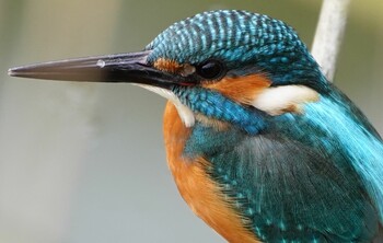 Common Kingfisher 山田西公園 Sun, 12/5/2021