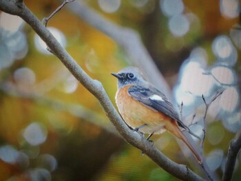 2021年12月5日(日) 馬見丘陵公園の野鳥観察記録