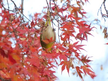 メジロ 仙台堀川公園(江東区) 2021年12月5日(日)