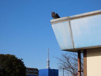 カワラバト 仙台堀川公園(江東区) 2021年12月5日(日)